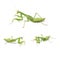 Three green mantis on a white background, insect in different poses