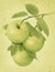 Three green ripe apples on  branch with leaves on  yellow paper rustic background. Rendering an illustration from  photo