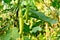 The three green  ripe brinjal with these leaves and plant