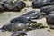 Three green sea turtles resting on the beach.