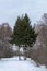 Three green spruces in a snowy park