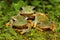 Three green tree frogs are hunting for prey in a bush.