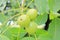 Three Green Walnuts Ripening on Branch