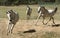 Three Grey Arabian Horses Running Free