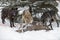 Three Grey and Black Phase Wolves Canis lupus Feed on White-Tail Deer Carcass Winter