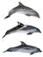 Three grey bottlenose dolphins on white