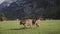 Three grey cows breed Schwyz graze on spring green meadow in Swiss Alps