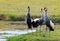 Three Grey Crowned Cranes standing on the lush grass in South Luangwa national Park