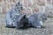 Three grey cute kittens in the yard