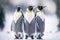 three grey emperor penguins with white belly stand in snow and turn their heads to sides