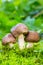 Three Grey Mushroom (lyophyllum decastes) In Green Moss On A Natural Background In Natural Habitat