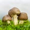 Three grey mushrooms lyophyllum decastes in green moss on a gray background close-up front view.