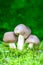 Three grey Mushrooms lyophyllum decastes in green moss on a green background