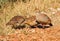 Three Grey Partridges