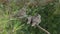 Three grey turtle doves sitting on a pine branch, close-up. The bird family. The concept of ornithology and family