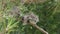 Three grey turtle doves sitting on a pine branch, close-up. Camera tracking left. The bird family. The concept of