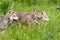 Three Grey Wolf (Canis lupus) Pups Run Right