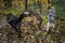 Three Grey Wolves Canis lupus Run About Together in Forest Autumn