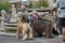 Three greyhounds afghan in old square Bergamo, Italy.