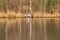 Three greylag geese wading on the shore of a small lake