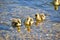 Three Greylag goslings on clear blue water