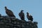Three griffon vultures sitting on an old stone wall