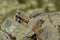 Three Groundhogs sitting together on a Rock