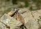 Three Groundhogs sitting together on a Rock