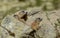 Three Groundhogs sitting together on a Rock