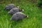 Three guinea fowl on a background of green grass close-up.