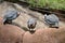 Three guinea hens on a wall