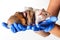 Three guinea piglets sitting on veterinarian hands.