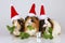 Three guinea pigs with santa hats