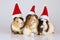 Three guinea pigs with santa hats