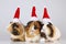 Three guinea pigs with santa hats