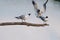 Three gull birds on a wooden bough near the water