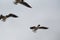 Three gulls in flight