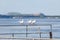 Three gulls sitting on the parapet by the river. Seagulls on the background of the river and mountains in the distance