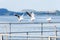 Three gulls sitting on the parapet by the river. Seagulls on the background of the river and mountains in the distance