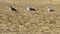 The three gulls stand on the sand