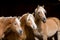 Three Haflinger on black background