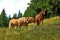 Three Haflinger horses on the Italian Alps