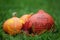 Three Halloween pumpkins on green grass