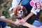 Three hands of young girls, holding small dog in park. Close-up picture of cavalier king charles spaniel on a walk on a leash