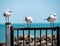 Three Handsome Seagull Friends on a Black Gate at the Seaside.