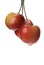 Three Hanging Cherries