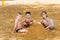 Three happy children in bathing suits build a tower of yellow sand on the beach in the summer