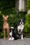 Three happy dogs: Boxer, Pharaoh Hound, Chinese Crested on the streets