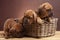 Three happy dogs sitting on wooden floor