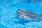 Three happy dolphins looking out of the blue water close up